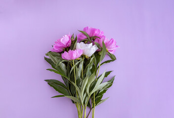 a bouquet of four pink peonies and one white peony lies on a purple background, top view.  flat lay, copy space