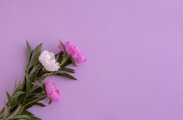 a bouquet of two pink peonies and one white peony lies on a purple background, top view. flat lay, copy space