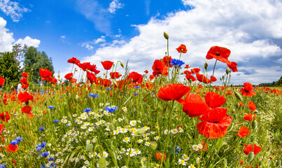 Wildblumenfeld mit Mohn, Kornblumen und Wilder Kamille
