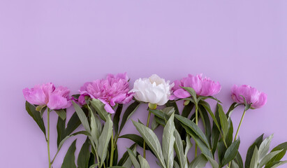 four pink peonies and one white peony lie on a purple background, top view. flat lay, copy space