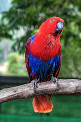 Portrait red blue parrot female Eclectus parrot (Eclectus roratus)