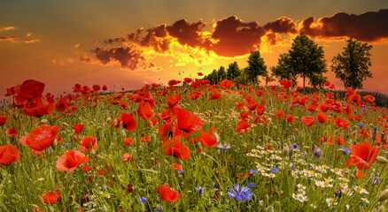 Wildblumenfeld mit Mohn, Kornblumen und Wilder Kamille