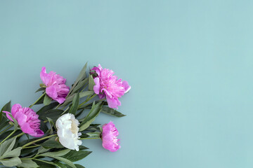 a bouquet of four pink peonies and one white peony lies on a blue background, top view. flat lay, copy space