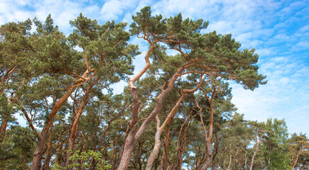 Fototapeta premium Scotch pine or Scots pine (in german Waldkiefer or Wald-Kiefer) Pinus sylvestris