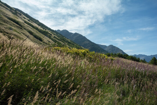 Apline meadow at height of summer with waving grass