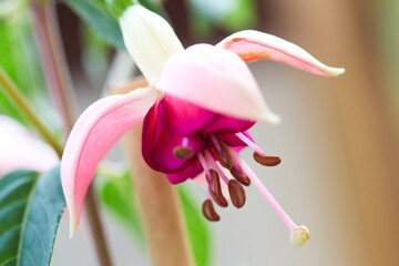 Pink fuchsia flower