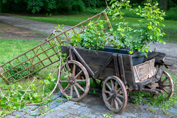 Fototapeta na wymiar Ein alter Bollerwagen, Holzkarre steht zur Dekoration auf einem Hof mit Kopfsteinpflaster.