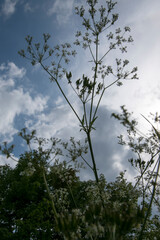 Der Wiesenkerbel, Anthriscus sylvestris, ist eine Pflanze der Familie der Doldenblütler...