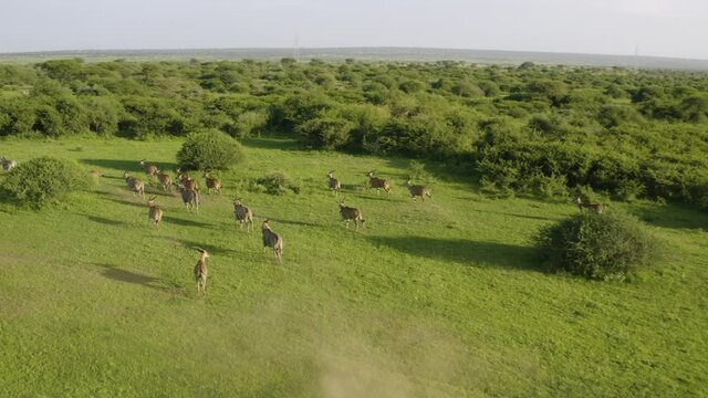 Antelope running away in african plains, kicking up dirt and flocking together