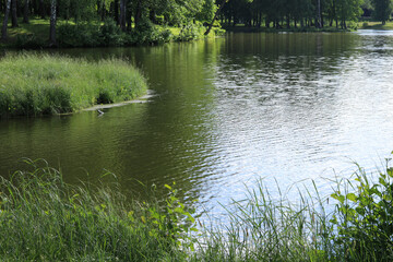 forest landscape on a pond