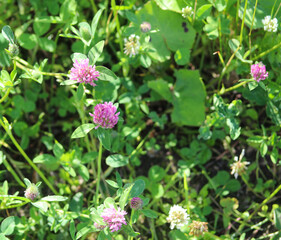 clover in the meadow close up