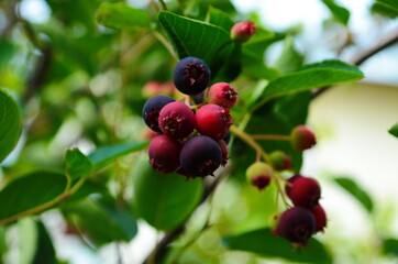 closeup of Berry from the Amelanchier lamarckii, also called juneberry, serviceberry or shadbush, blooming in spring
