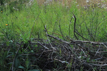 Dry branches on the grass meadow background