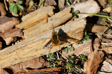 A Bee Fly resting on some wood.