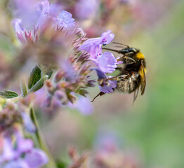 Big bee collects nectar from catnip flowers