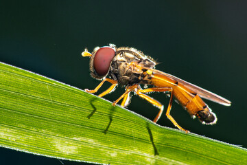 Hoverly, backlit.