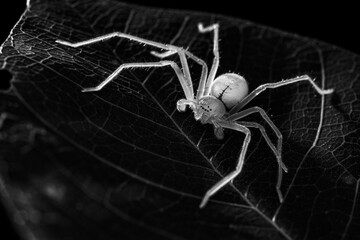 Huntsman spider, popping out