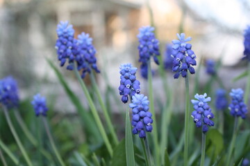 Muscari