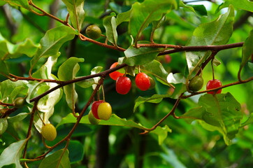 elaeagnus multiflora, colorful fruits, brilliant red