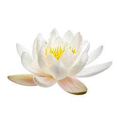 White water lily or lotus isolated on white background