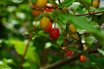 elaeagnus multiflora, colorful fruits, brilliant red