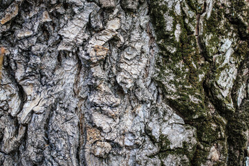 Textured background bark with moss