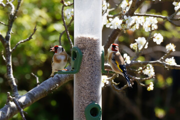 A pair of Goldfinch's eating breakfast together. 