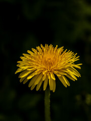 yellow flower of a dandelion