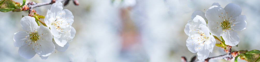 White flowers of tree panorama