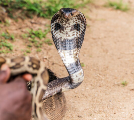 cobra snake