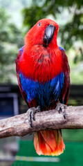 Portrait red blue parrot female Eclectus parrot (Eclectus roratus)