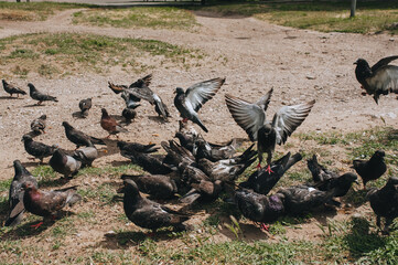 A flock, many colorful pigeons fly and fight for food and bread. Feeding the hungry birds. Photography, concept.