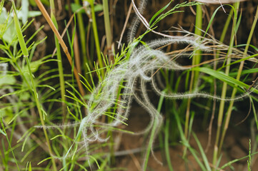 Rare, endangered plant feather grass closeup in nature. Photography, concept.