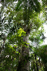 Landscape inside a cloud forest, with ferns, palm trees and old trees 