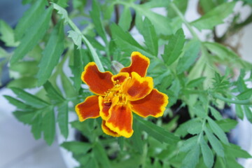 tagetes