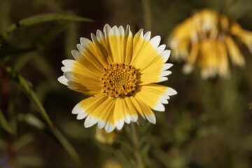 Flower of a coastal tidytips, Layia platyglossa