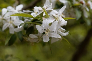 Fototapeta premium Flower of a dwarf flowering almond, Prunus glandulosa