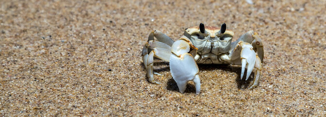 Crab sand beach close up © Emoji Smileys People