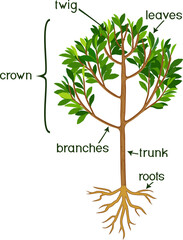 Parts of plant. Morphology of tree with green crown, root system and titles