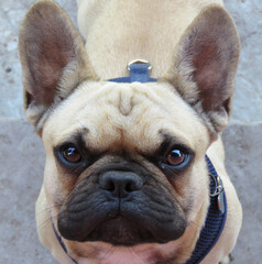 cute eyes dog 