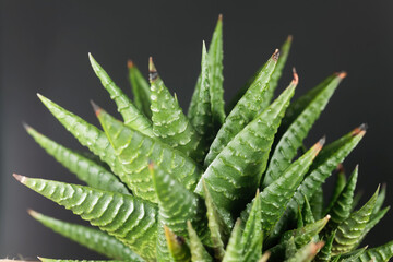 Fototapeta premium Leaves of a Haworthia limifolia