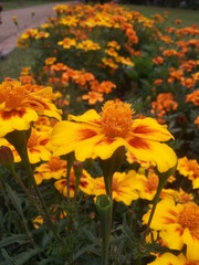 yellow flowers in the garden