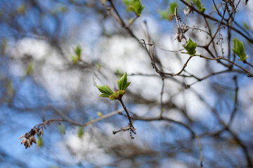 Green leaf twig closeup with melted blur background
