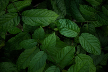 green leaves in the morning