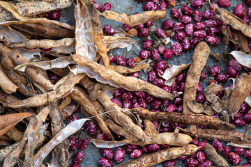 Cultivo tradicional de frijoles rojos