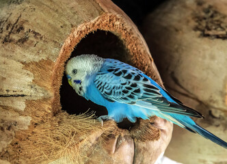 Budgerigar Australian Parakeet Melopsittacus undulatus parrot pet Bird