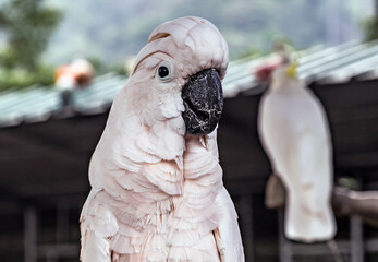 parrot white cockatoo (Cacatua alba)