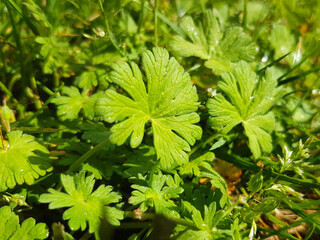 small geranium also small-flowered cranesbill (in german Kleiner Storchschnabel) Geranium pusillum