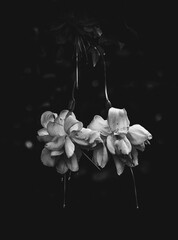 white orchid flower