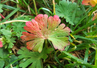 small geranium also small-flowered cranesbill (in german Kleiner Storchschnabel) Geranium pusillum